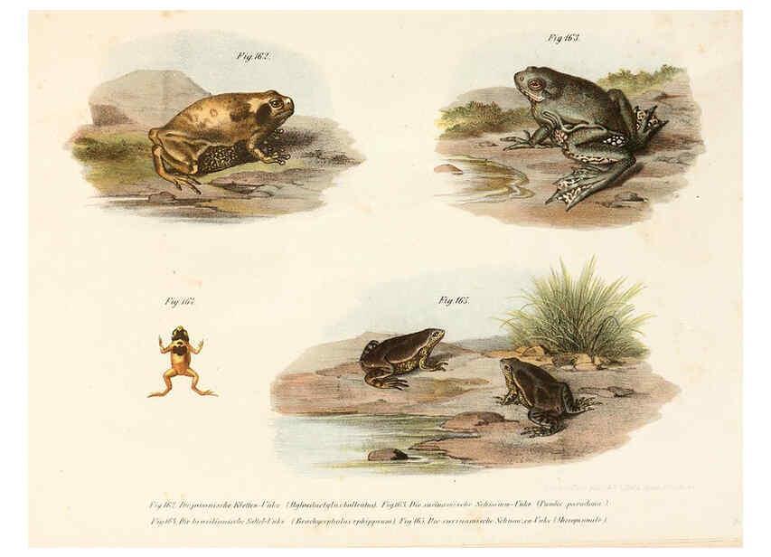 Reproducción/Reproduction 6309774414: Bilder-Atlas zur wissenschaftlich-populären Naturgeschichte der Wirbelthiere Wien :K.K. Hof-und Staatsdruckerei,1867