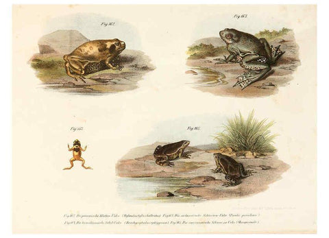 Reproducción/Reproduction 6309774414: Bilder-Atlas zur wissenschaftlich-populären Naturgeschichte der Wirbelthiere Wien :K.K. Hof-und Staatsdruckerei,1867