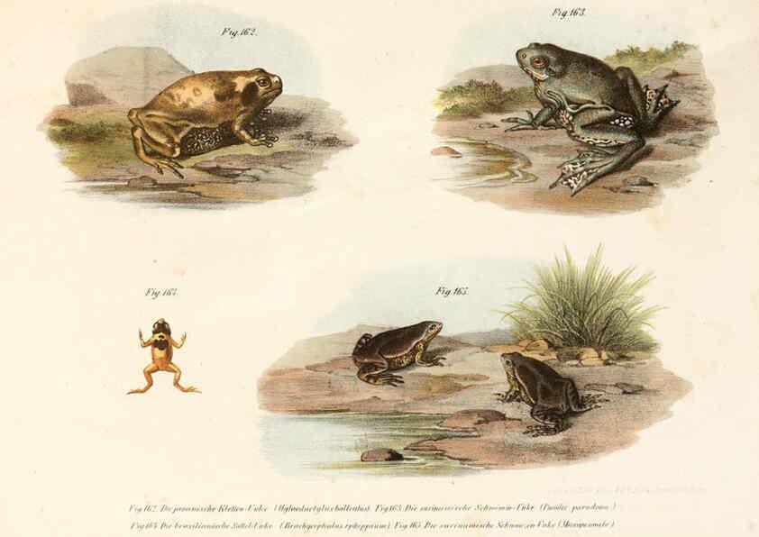 Reproducción/Reproduction 6309774414: Bilder-Atlas zur wissenschaftlich-populären Naturgeschichte der Wirbelthiere Wien :K.K. Hof-und Staatsdruckerei,1867