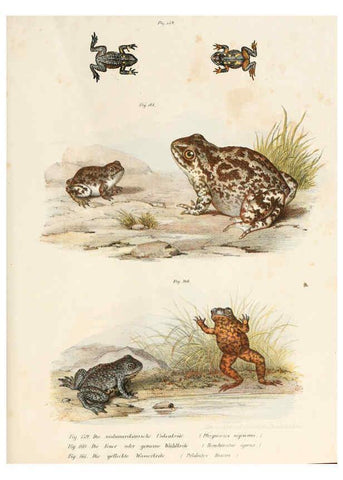 Reproducción/Reproduction 6309774224: Bilder-Atlas zur wissenschaftlich-populären Naturgeschichte der Wirbelthiere Wien :K.K. Hof-und Staatsdruckerei,1867