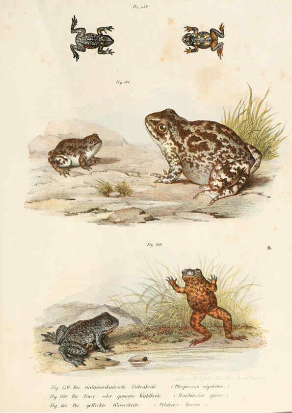 Reproducción/Reproduction 6309774224: Bilder-Atlas zur wissenschaftlich-populären Naturgeschichte der Wirbelthiere Wien :K.K. Hof-und Staatsdruckerei,1867