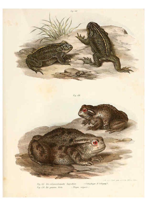 Reproducción/Reproduction 6309252667: Bilder-Atlas zur wissenschaftlich-populären Naturgeschichte der Wirbelthiere Wien :K.K. Hof-und Staatsdruckerei,1867