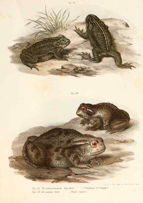Reproducción/Reproduction 6309252667: Bilder-Atlas zur wissenschaftlich-populären Naturgeschichte der Wirbelthiere Wien :K.K. Hof-und Staatsdruckerei,1867