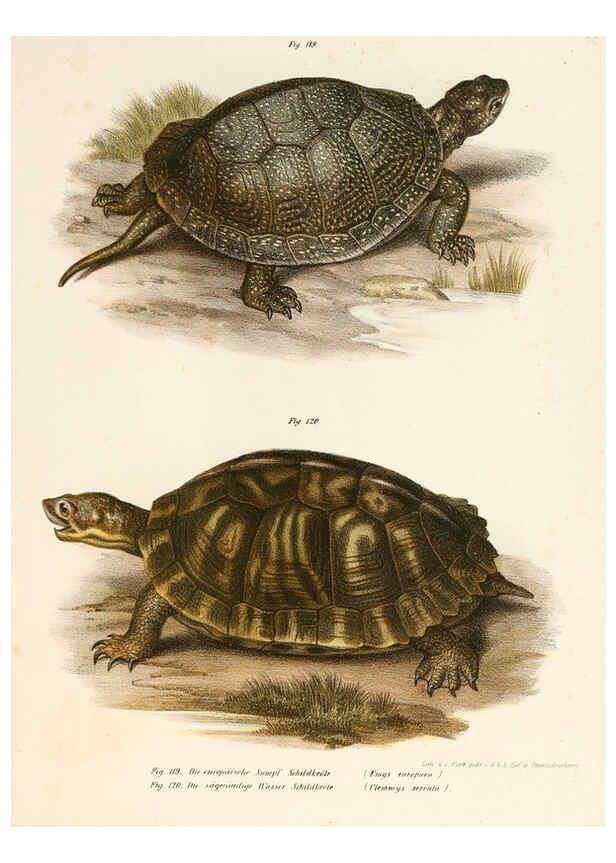 Reproducción/Reproduction 6309249673: Bilder-Atlas zur wissenschaftlich-populären Naturgeschichte der Wirbelthiere Wien :K.K. Hof-und Staatsdruckerei,1867
