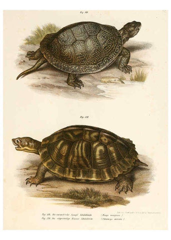 Reproducción/Reproduction 6309249673: Bilder-Atlas zur wissenschaftlich-populären Naturgeschichte der Wirbelthiere Wien :K.K. Hof-und Staatsdruckerei,1867