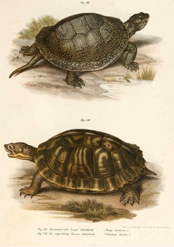Reproducción/Reproduction 6309249673: Bilder-Atlas zur wissenschaftlich-populären Naturgeschichte der Wirbelthiere Wien :K.K. Hof-und Staatsdruckerei,1867
