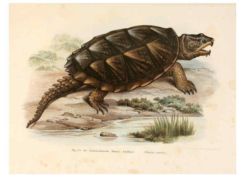 Reproducción/Reproduction 6309249833: Bilder-Atlas zur wissenschaftlich-populären Naturgeschichte der Wirbelthiere Wien :K.K. Hof-und Staatsdruckerei,1867