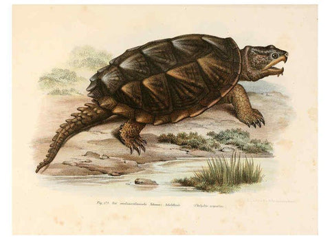 Reproducción/Reproduction 6309249833: Bilder-Atlas zur wissenschaftlich-populären Naturgeschichte der Wirbelthiere Wien :K.K. Hof-und Staatsdruckerei,1867