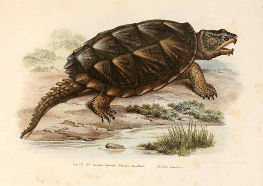Reproducción/Reproduction 6309249833: Bilder-Atlas zur wissenschaftlich-populären Naturgeschichte der Wirbelthiere Wien :K.K. Hof-und Staatsdruckerei,1867
