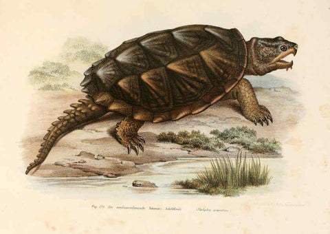Reproducción/Reproduction 6309249833: Bilder-Atlas zur wissenschaftlich-populären Naturgeschichte der Wirbelthiere Wien :K.K. Hof-und Staatsdruckerei,1867