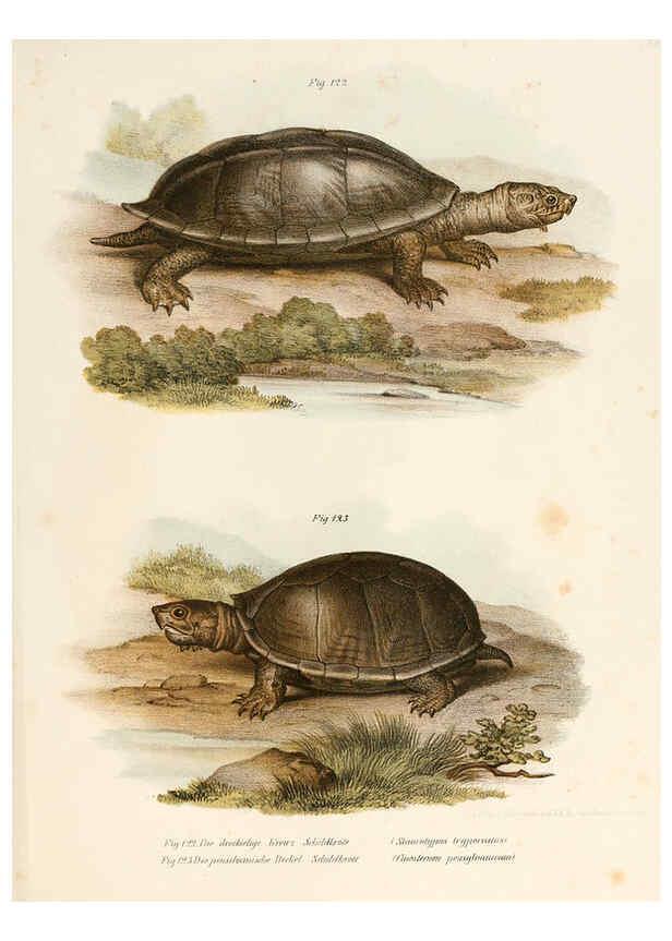 Reproducción/Reproduction 6309771372: Bilder-Atlas zur wissenschaftlich-populären Naturgeschichte der Wirbelthiere Wien :K.K. Hof-und Staatsdruckerei,1867