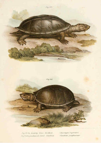 Reproducción/Reproduction 6309771372: Bilder-Atlas zur wissenschaftlich-populären Naturgeschichte der Wirbelthiere Wien :K.K. Hof-und Staatsdruckerei,1867