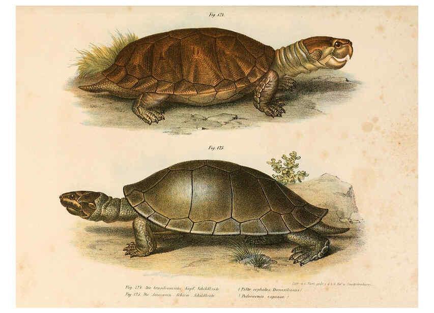 Reproducción/Reproduction 6309771558: Bilder-Atlas zur wissenschaftlich-populären Naturgeschichte der Wirbelthiere Wien :K.K. Hof-und Staatsdruckerei,1867