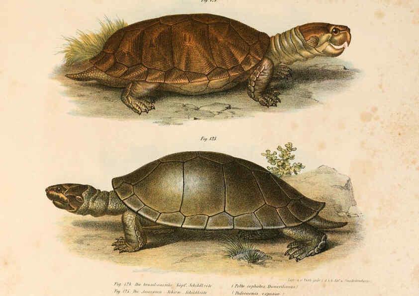 Reproducción/Reproduction 6309771558: Bilder-Atlas zur wissenschaftlich-populären Naturgeschichte der Wirbelthiere Wien :K.K. Hof-und Staatsdruckerei,1867