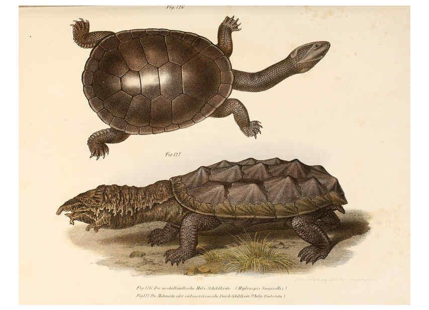 Reproducción/Reproduction 6309250325: Bilder-Atlas zur wissenschaftlich-populären Naturgeschichte der Wirbelthiere Wien :K.K. Hof-und Staatsdruckerei,1867