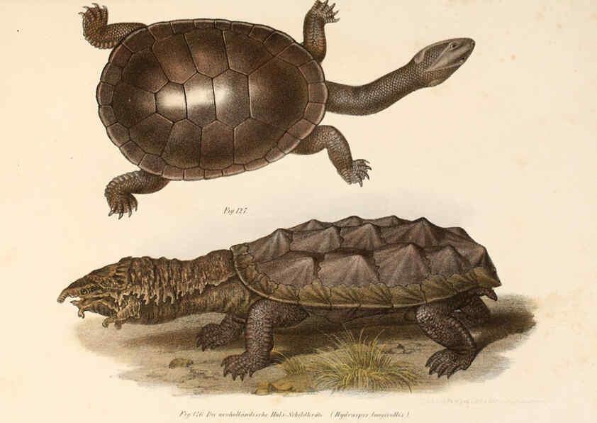 Reproducción/Reproduction 6309250325: Bilder-Atlas zur wissenschaftlich-populären Naturgeschichte der Wirbelthiere Wien :K.K. Hof-und Staatsdruckerei,1867