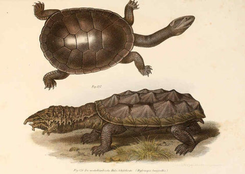 Reproducción/Reproduction 6309250325: Bilder-Atlas zur wissenschaftlich-populären Naturgeschichte der Wirbelthiere Wien :K.K. Hof-und Staatsdruckerei,1867