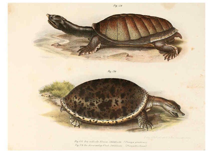 Reproducción/Reproduction 6309250501: Bilder-Atlas zur wissenschaftlich-populären Naturgeschichte der Wirbelthiere Wien :K.K. Hof-und Staatsdruckerei,1867