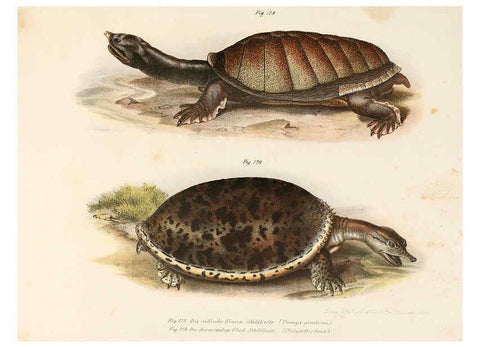 Reproducción/Reproduction 6309250501: Bilder-Atlas zur wissenschaftlich-populären Naturgeschichte der Wirbelthiere Wien :K.K. Hof-und Staatsdruckerei,1867