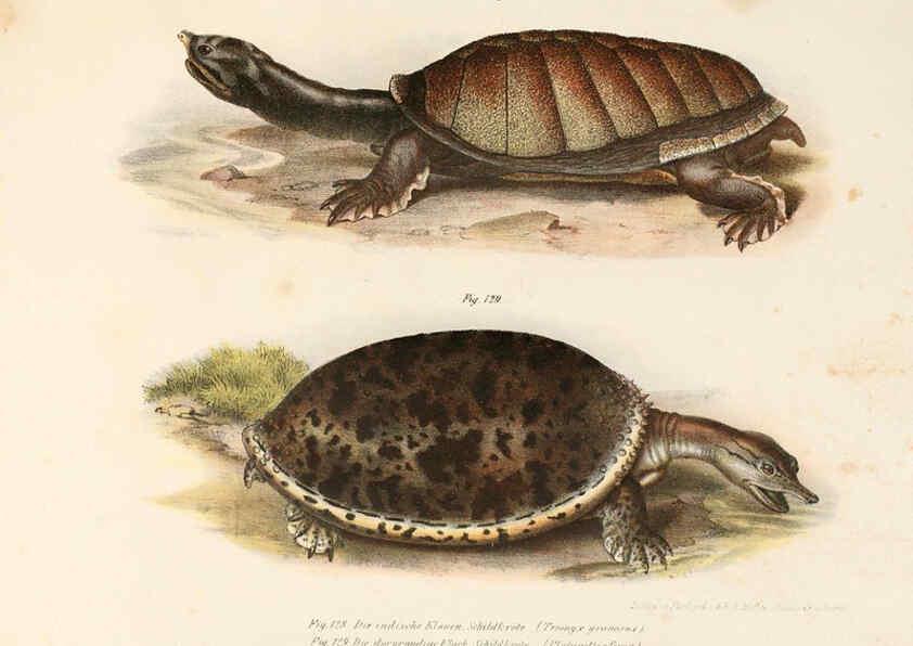 Reproducción/Reproduction 6309250501: Bilder-Atlas zur wissenschaftlich-populären Naturgeschichte der Wirbelthiere Wien :K.K. Hof-und Staatsdruckerei,1867