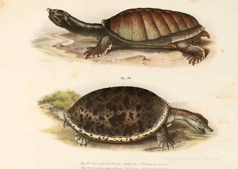 Reproducción/Reproduction 6309250501: Bilder-Atlas zur wissenschaftlich-populären Naturgeschichte der Wirbelthiere Wien :K.K. Hof-und Staatsdruckerei,1867