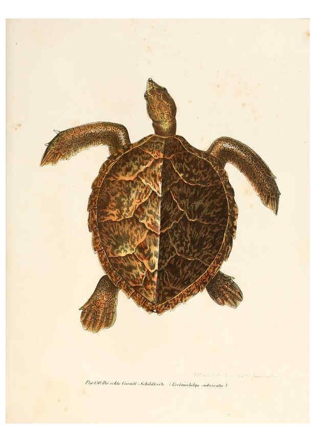 Reproducción/Reproduction 6309250677: Bilder-Atlas zur wissenschaftlich-populären Naturgeschichte der Wirbelthiere Wien :K.K. Hof-und Staatsdruckerei,1867