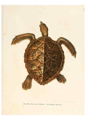 Reproducción/Reproduction 6309250677: Bilder-Atlas zur wissenschaftlich-populären Naturgeschichte der Wirbelthiere Wien :K.K. Hof-und Staatsdruckerei,1867