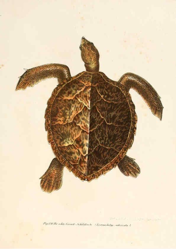 Reproducción/Reproduction 6309250677: Bilder-Atlas zur wissenschaftlich-populären Naturgeschichte der Wirbelthiere Wien :K.K. Hof-und Staatsdruckerei,1867