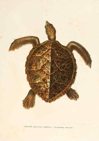 Reproducción/Reproduction 6309250677: Bilder-Atlas zur wissenschaftlich-populären Naturgeschichte der Wirbelthiere Wien :K.K. Hof-und Staatsdruckerei,1867