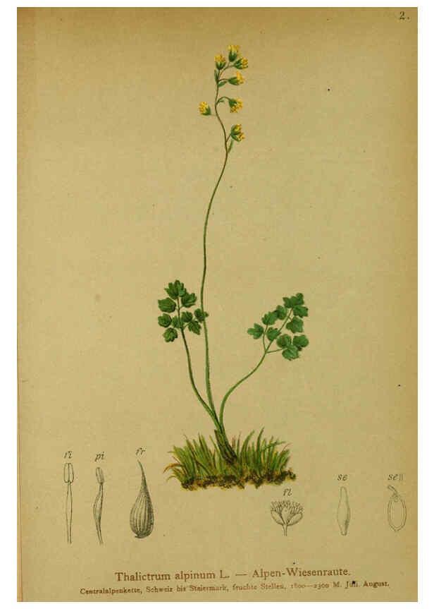 Reproducción/Reproduction 6312013174: Atlas der Alpenflora. v.1. Wien :Eigenthum und Verlag des Deutschen und Oesterr. Alpenvereins,1882