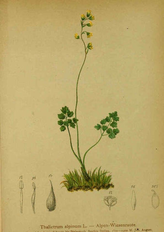Reproducción/Reproduction 6312013174: Atlas der Alpenflora. v.1. Wien :Eigenthum und Verlag des Deutschen und Oesterr. Alpenvereins,1882