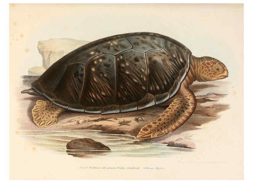 Reproducción/Reproduction 6309772290: Bilder-Atlas zur wissenschaftlich-populären Naturgeschichte der Wirbelthiere Wien :K.K. Hof-und Staatsdruckerei,1867