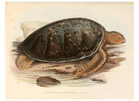 Reproducción/Reproduction 6309772290: Bilder-Atlas zur wissenschaftlich-populären Naturgeschichte der Wirbelthiere Wien :K.K. Hof-und Staatsdruckerei,1867