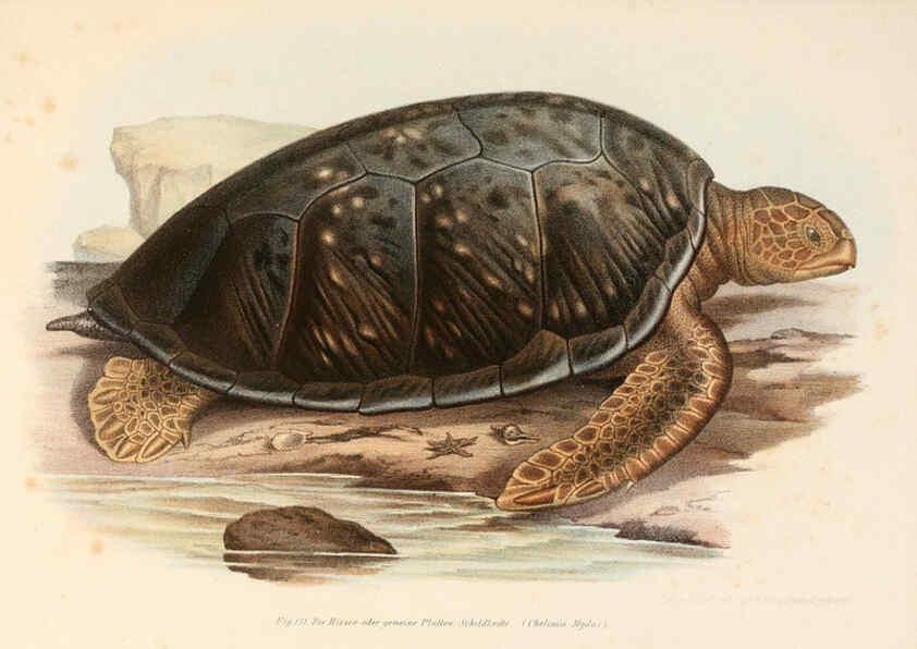 Reproducción/Reproduction 6309772290: Bilder-Atlas zur wissenschaftlich-populären Naturgeschichte der Wirbelthiere Wien :K.K. Hof-und Staatsdruckerei,1867