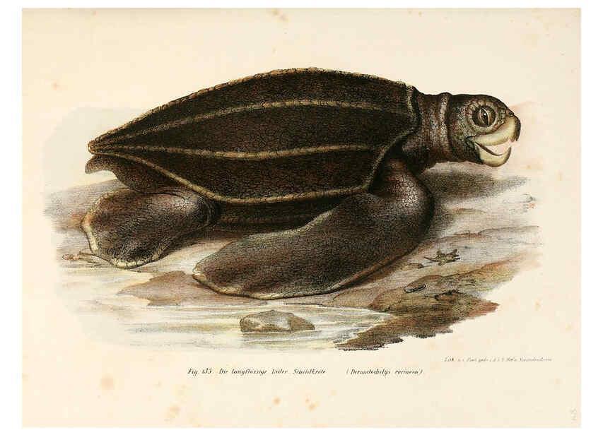 Reproducción/Reproduction 6309251331: Bilder-Atlas zur wissenschaftlich-populären Naturgeschichte der Wirbelthiere Wien :K.K. Hof-und Staatsdruckerei,1867