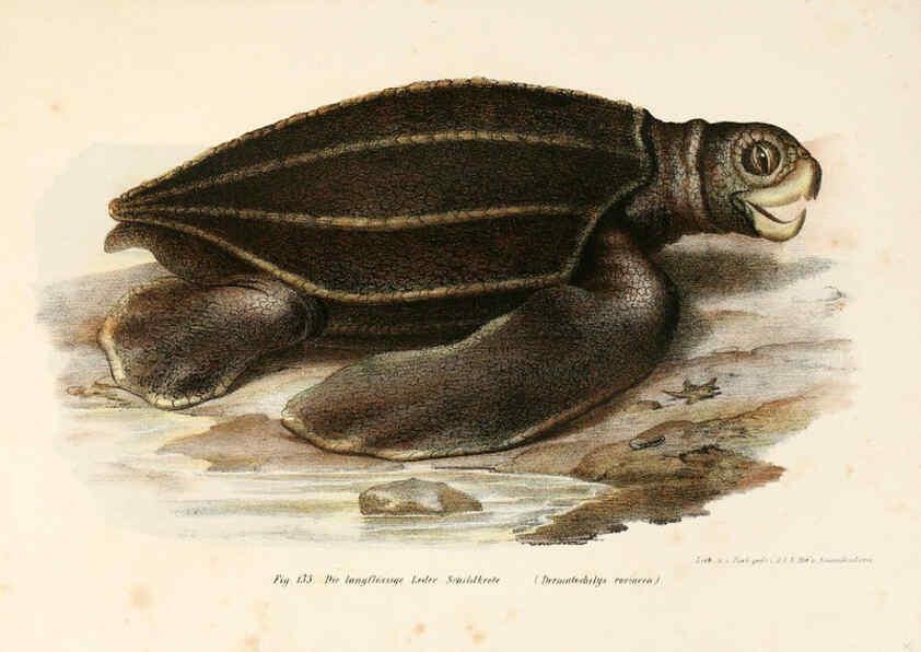 Reproducción/Reproduction 6309251331: Bilder-Atlas zur wissenschaftlich-populären Naturgeschichte der Wirbelthiere Wien :K.K. Hof-und Staatsdruckerei,1867