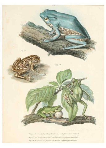 Reproducción/Reproduction 6309772880: Bilder-Atlas zur wissenschaftlich-populären Naturgeschichte der Wirbelthiere Wien :K.K. Hof-und Staatsdruckerei,1867