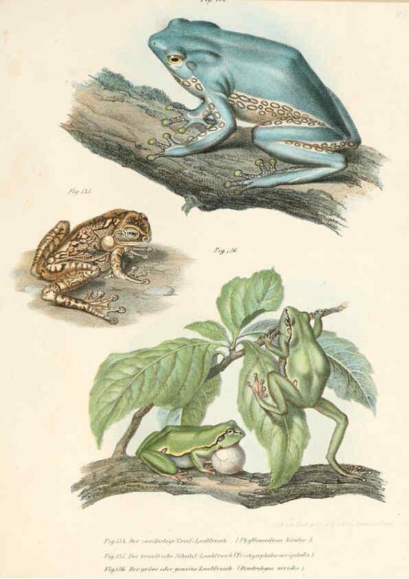 Reproducción/Reproduction 6309772880: Bilder-Atlas zur wissenschaftlich-populären Naturgeschichte der Wirbelthiere Wien :K.K. Hof-und Staatsdruckerei,1867