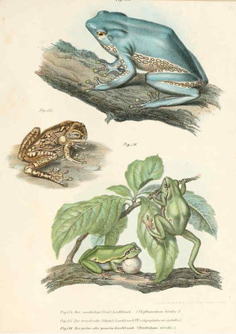 Reproducción/Reproduction 6309772880: Bilder-Atlas zur wissenschaftlich-populären Naturgeschichte der Wirbelthiere Wien :K.K. Hof-und Staatsdruckerei,1867
