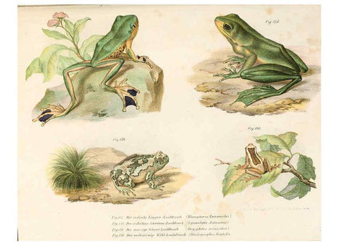 Reproducción/Reproduction 6309773100: Bilder-Atlas zur wissenschaftlich-populären Naturgeschichte der Wirbelthiere Wien :K.K. Hof-und Staatsdruckerei,1867