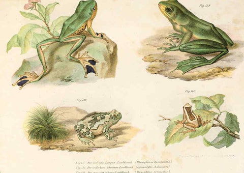 Reproducción/Reproduction 6309773100: Bilder-Atlas zur wissenschaftlich-populären Naturgeschichte der Wirbelthiere Wien :K.K. Hof-und Staatsdruckerei,1867