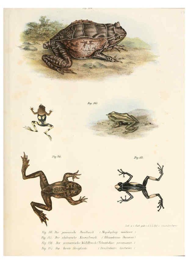 Reproducción/Reproduction 6309773308: Bilder-Atlas zur wissenschaftlich-populären Naturgeschichte der Wirbelthiere Wien :K.K. Hof-und Staatsdruckerei,1867