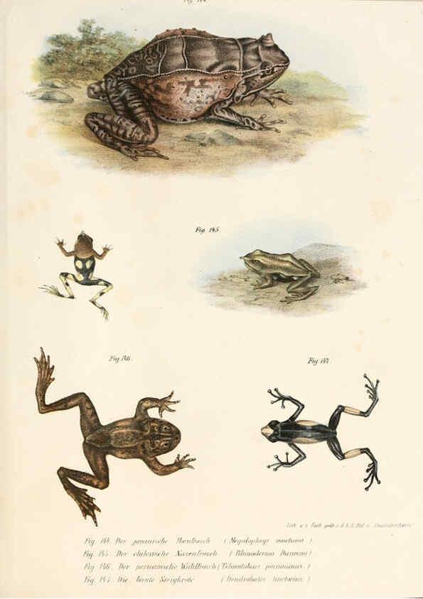 Reproducción/Reproduction 6309773308: Bilder-Atlas zur wissenschaftlich-populären Naturgeschichte der Wirbelthiere Wien :K.K. Hof-und Staatsdruckerei,1867