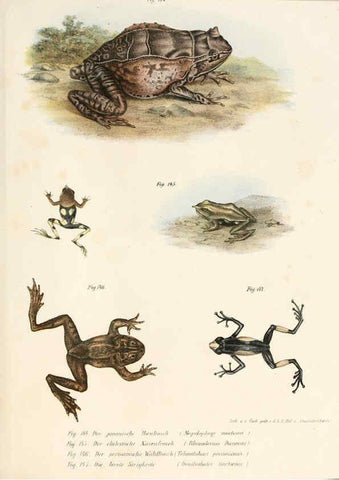 Reproducción/Reproduction 6309773308: Bilder-Atlas zur wissenschaftlich-populären Naturgeschichte der Wirbelthiere Wien :K.K. Hof-und Staatsdruckerei,1867