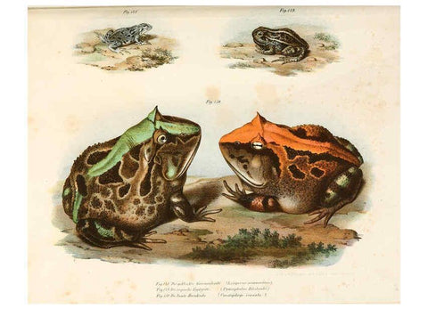 Reproducción/Reproduction 6309252107: Bilder-Atlas zur wissenschaftlich-populären Naturgeschichte der Wirbelthiere Wien :K.K. Hof-und Staatsdruckerei,1867