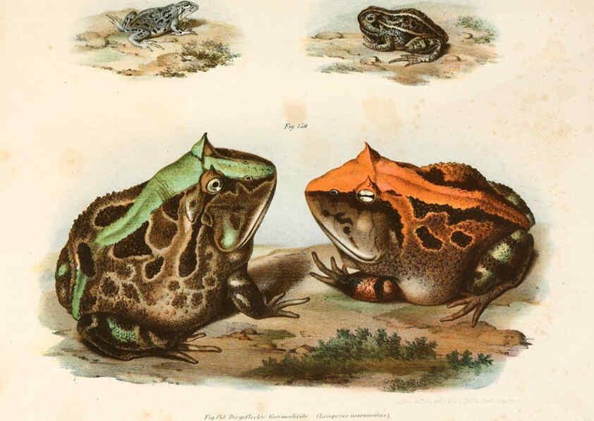 Reproducción/Reproduction 6309252107: Bilder-Atlas zur wissenschaftlich-populären Naturgeschichte der Wirbelthiere Wien :K.K. Hof-und Staatsdruckerei,1867