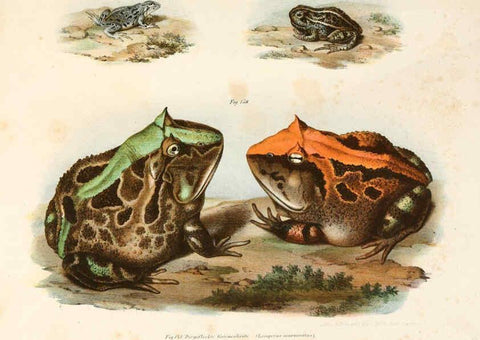 Reproducción/Reproduction 6309252107: Bilder-Atlas zur wissenschaftlich-populären Naturgeschichte der Wirbelthiere Wien :K.K. Hof-und Staatsdruckerei,1867