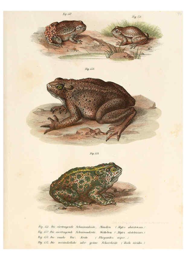 Reproducción/Reproduction 6309252301: Bilder-Atlas zur wissenschaftlich-populären Naturgeschichte der Wirbelthiere Wien :K.K. Hof-und Staatsdruckerei,1867