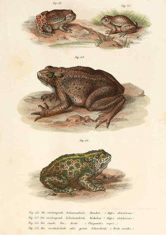Reproducción/Reproduction 6309252301: Bilder-Atlas zur wissenschaftlich-populären Naturgeschichte der Wirbelthiere Wien :K.K. Hof-und Staatsdruckerei,1867