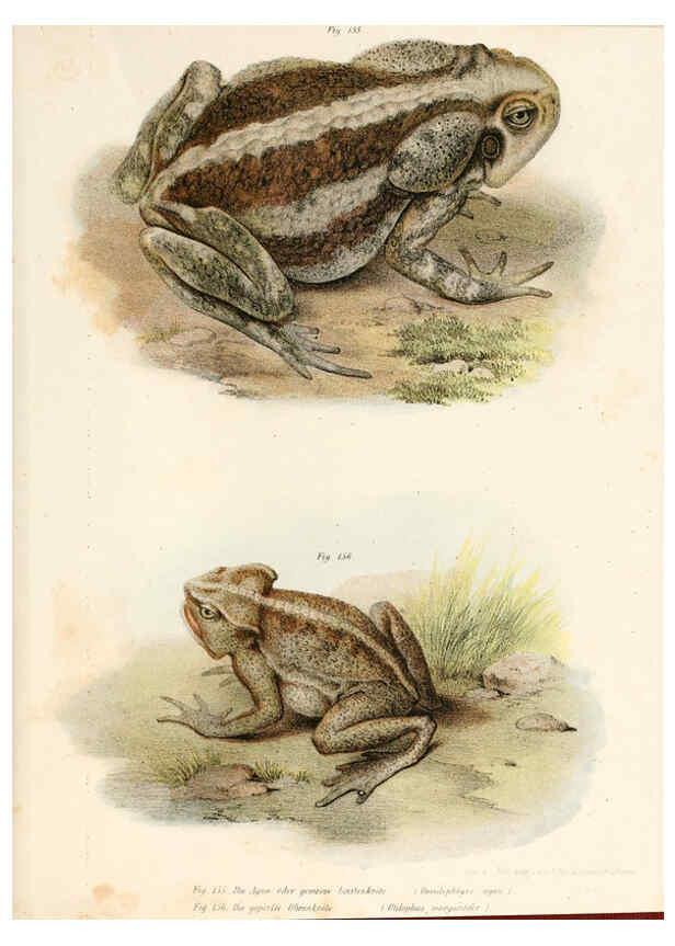 Reproducción/Reproduction 6309773896: Bilder-Atlas zur wissenschaftlich-populären Naturgeschichte der Wirbelthiere Wien :K.K. Hof-und Staatsdruckerei,1867